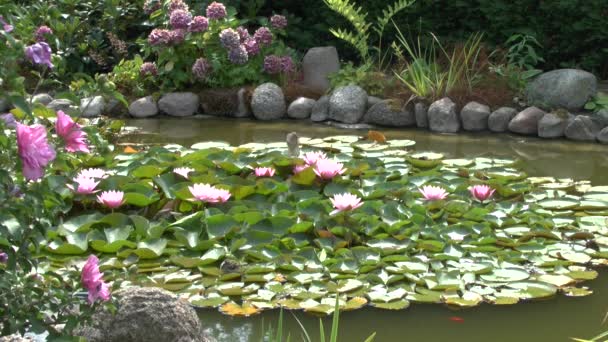 Σπουργίτια Που Κολυμπά Στην Λιμνούλα Στον Κήπο Πάνω Μαξιλάρια Κρίνο — Αρχείο Βίντεο