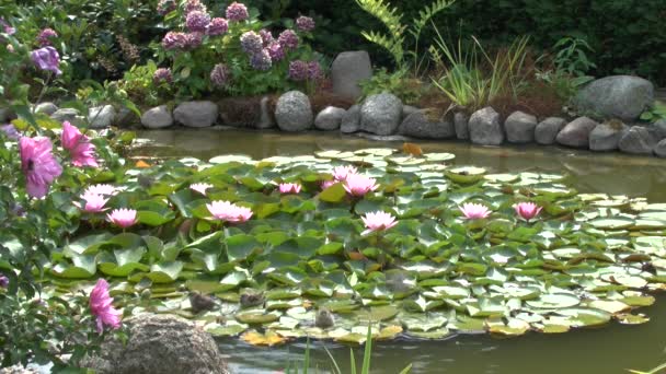麻雀沐浴在花园池塘百合垫 — 图库视频影像