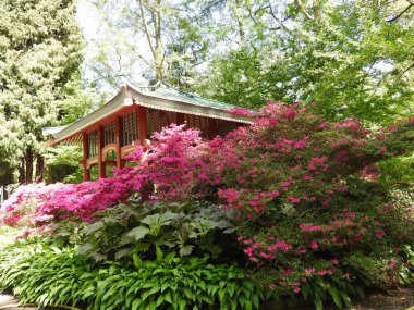 Açelya farklı renklerde ve farklı boyutlarda