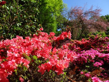 Açelya farklı renklerde ve farklı boyutlarda