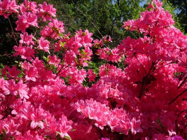 Açelya farklı renklerde ve farklı boyutlarda
