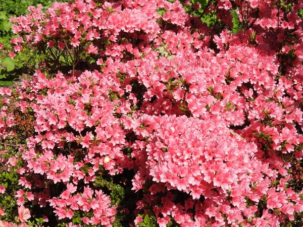 Azalea in different colors and different sizes