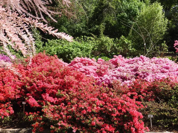 Azalea Different Colors Different Sizes — Stock Photo, Image