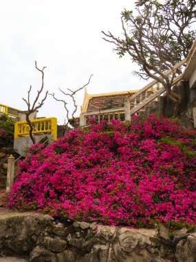 Farklı renklerde ve farklı boyutlarda Bouganville