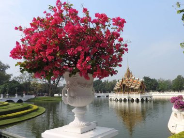 Farklı renklerde ve farklı boyutlarda Bouganville