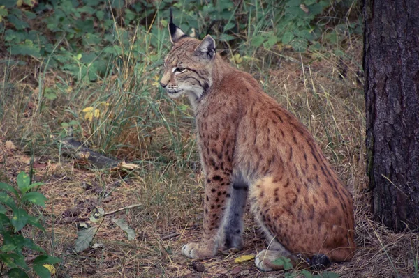 Lince Bosque Con Descendencia Pequeña — Foto de Stock