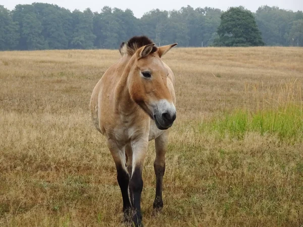 Przewalski Häst Det Stora Utomhus — Stockfoto