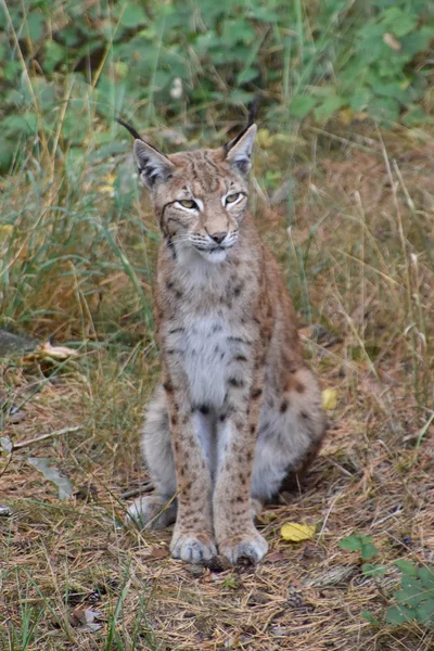 Lynx Floresta Com Filhos Pequenos — Fotografia de Stock