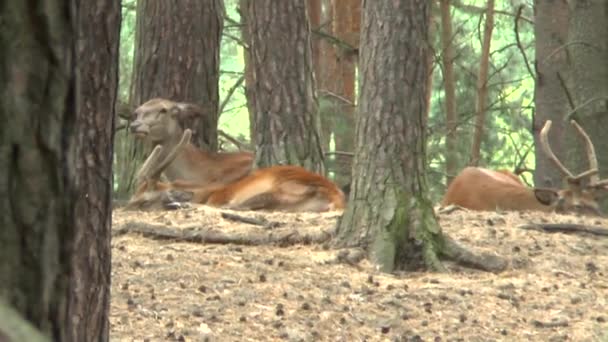 Rood Hert Het Bos — Stockvideo