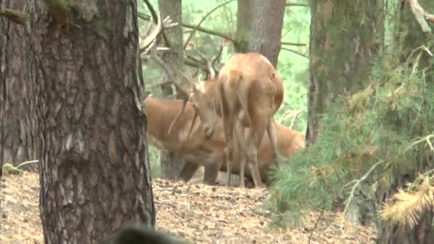 Ciervos Rojos Bosque — Vídeos de Stock