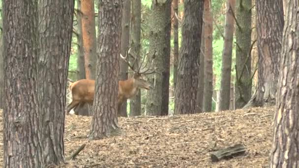 Ciervos Rojos Bosque — Vídeo de stock