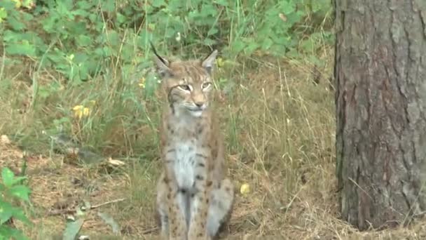 Luchs Wald — Stockvideo