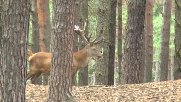 Ciervos Rojos Bosque — Vídeo de stock