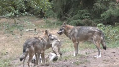 Büyük açık havada kurt