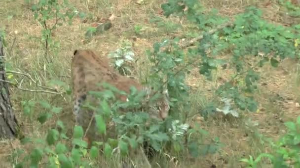 Luchs Wald — Stockvideo