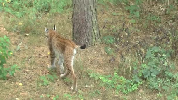 Lynx Floresta — Vídeo de Stock