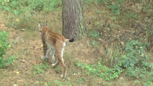 Lynx Het Bos — Stockvideo