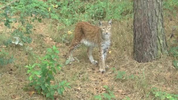 Lynx Dans Forêt — Video
