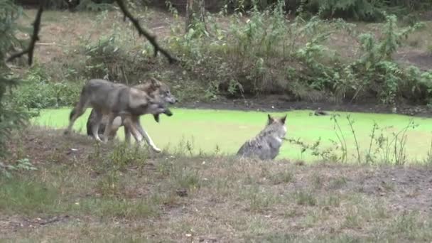 大自然の中のオオカミ — ストック動画