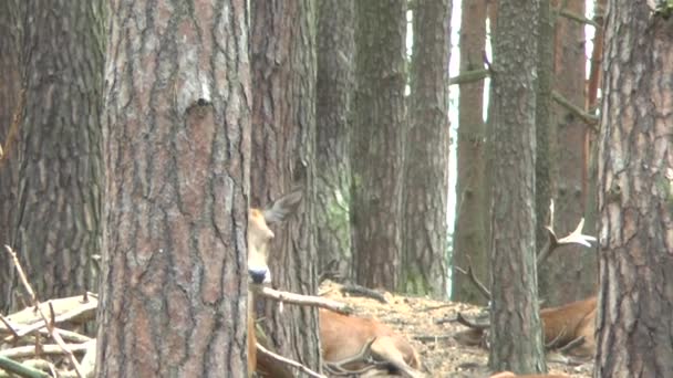 Cerf Rouge Dans Forêt — Video