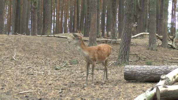 森の中の赤い鹿 — ストック動画