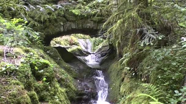 Cascades Funéraires Nobles Dans Forêt Noire — Video