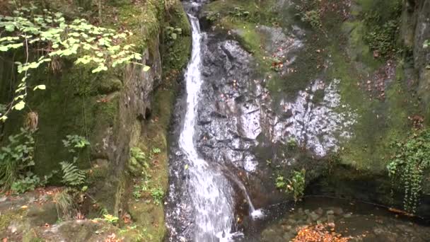 Cascades Funéraires Nobles Dans Forêt Noire — Video