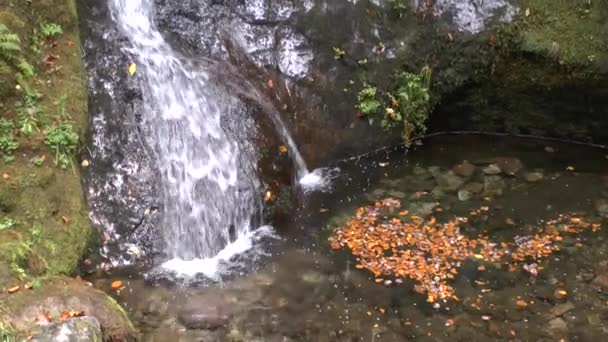 Vznešené Hrob Vodopády Černém Lese — Stock video