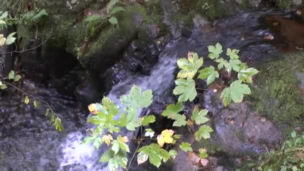 Edle Grabwasserfälle Schwarzwald — Stockvideo