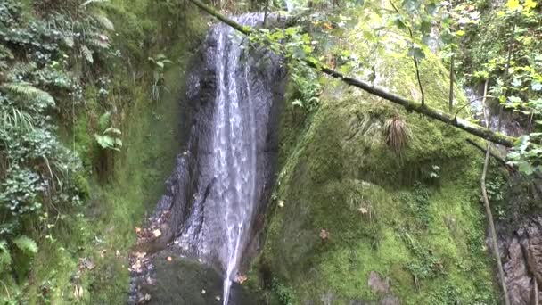 Cascades Funéraires Nobles Dans Forêt Noire — Video