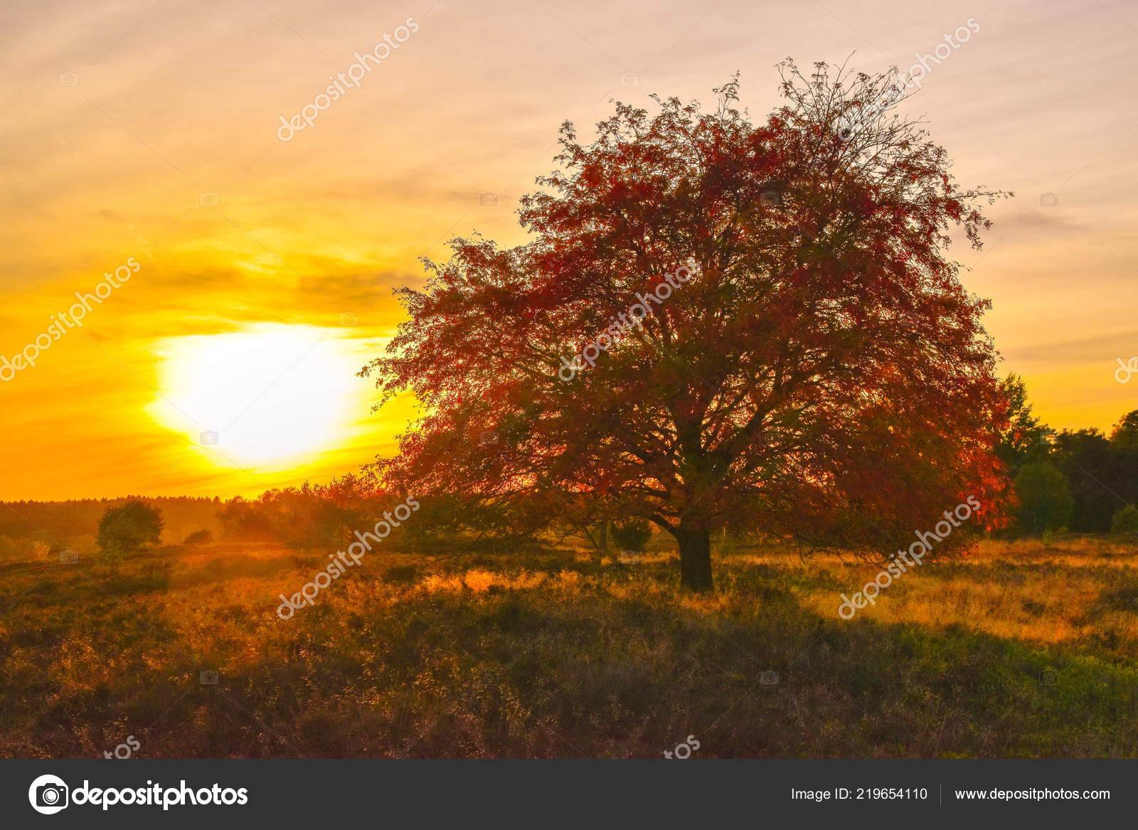 Lever Coucher Soleil Automne Doré Dans Lande Lunebourg