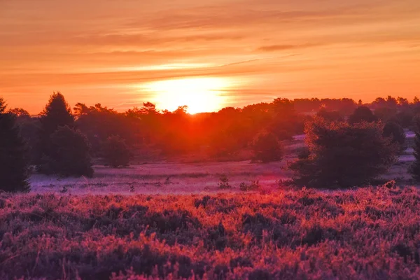 Sunrise Sunset Outono Dourado Luneburg Heath — Fotografia de Stock