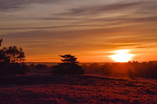 Sunrise Sunset Outono Dourado Luneburg Heath — Fotografia de Stock