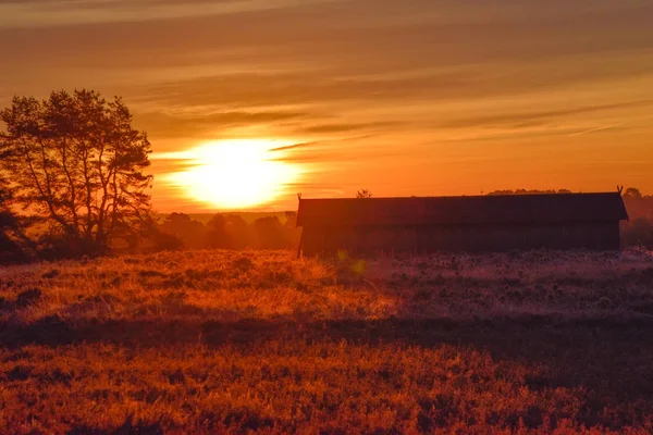 Salida Del Sol Puesta Del Sol Otoño Dorado Luneburg Heath — Foto de Stock