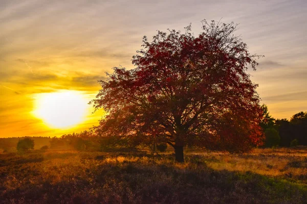 Salida Del Sol Puesta Del Sol Otoño Dorado Luneburg Heath — Foto de Stock