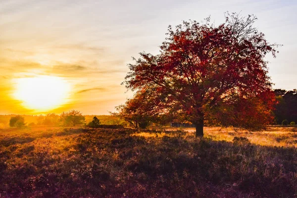 Salida Del Sol Puesta Del Sol Otoño Dorado Luneburg Heath — Foto de Stock