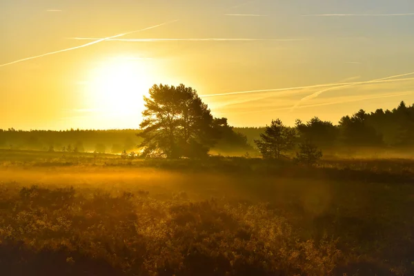 Salida Del Sol Puesta Del Sol Otoño Dorado Luneburg Heath — Foto de Stock