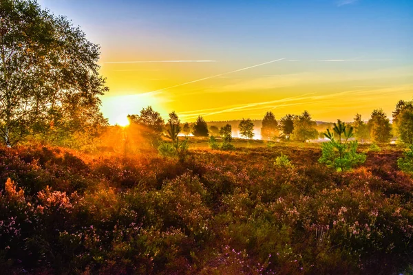 Salida Del Sol Puesta Del Sol Otoño Dorado Luneburg Heath — Foto de Stock