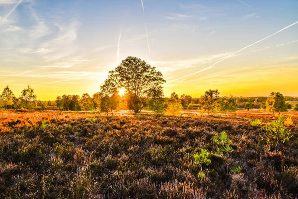 Salida Del Sol Puesta Del Sol Otoño Dorado Luneburg Heath — Foto de Stock