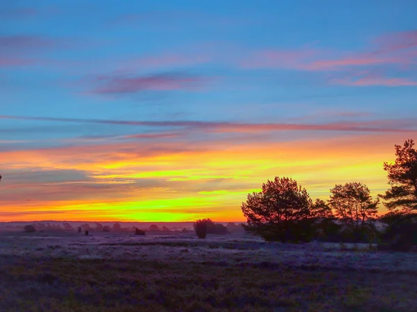 Sunrise Sunset Outono Dourado Luneburg Heath — Fotografia de Stock