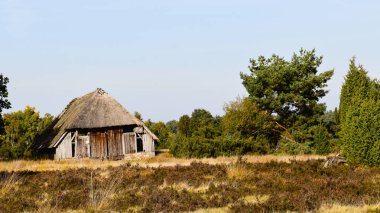 Lneburg Heath yakınındaki Undeloh Altın Sonbahar