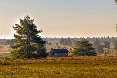 Lneburg Heath yakınındaki Undeloh Altın Sonbahar