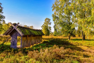 Lneburg Heath yakınındaki Undeloh Altın Sonbahar