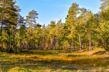 Lneburg Heath yakınındaki Undeloh Altın Sonbahar