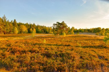 Lneburg Heath yakınındaki Undeloh Altın Sonbahar