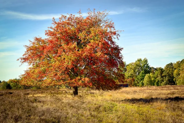 Outono Dourado Lneburg Heath Perto Undeloh — Fotografia de Stock