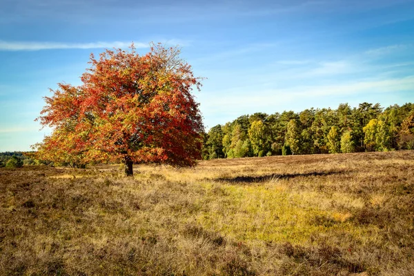 Outono Dourado Lneburg Heath Perto Undeloh — Fotografia de Stock