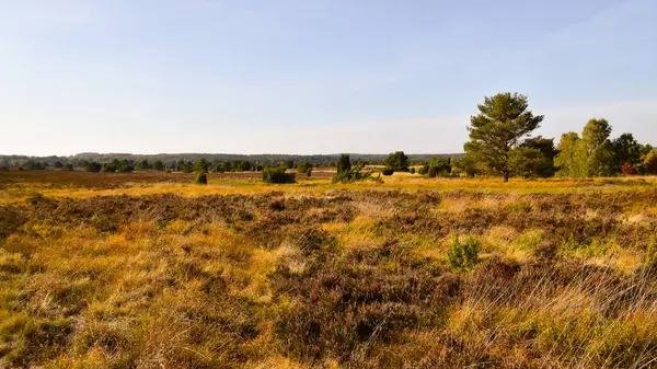 Złota Jesień Lneburg Heath Pobliżu Undeloh — Zdjęcie stockowe