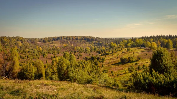 Arany Ősz Lneburg Heath Közelében Undeloh — Stock Fotó