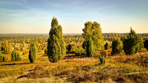 Złota Jesień Lneburg Heath Pobliżu Undeloh — Zdjęcie stockowe